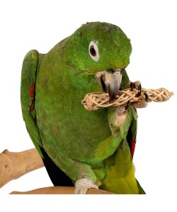 Natural Chews for Parrots - Pack of 6
